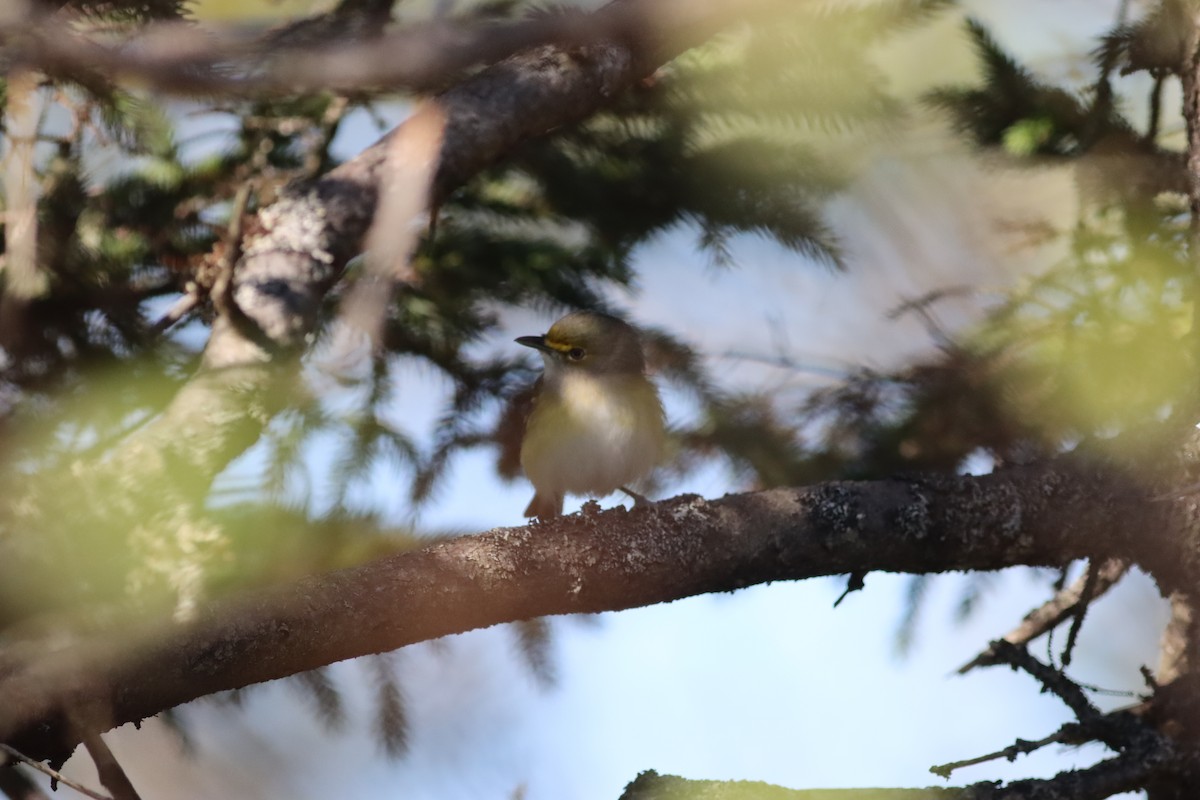 Weißaugenvireo - ML624755443