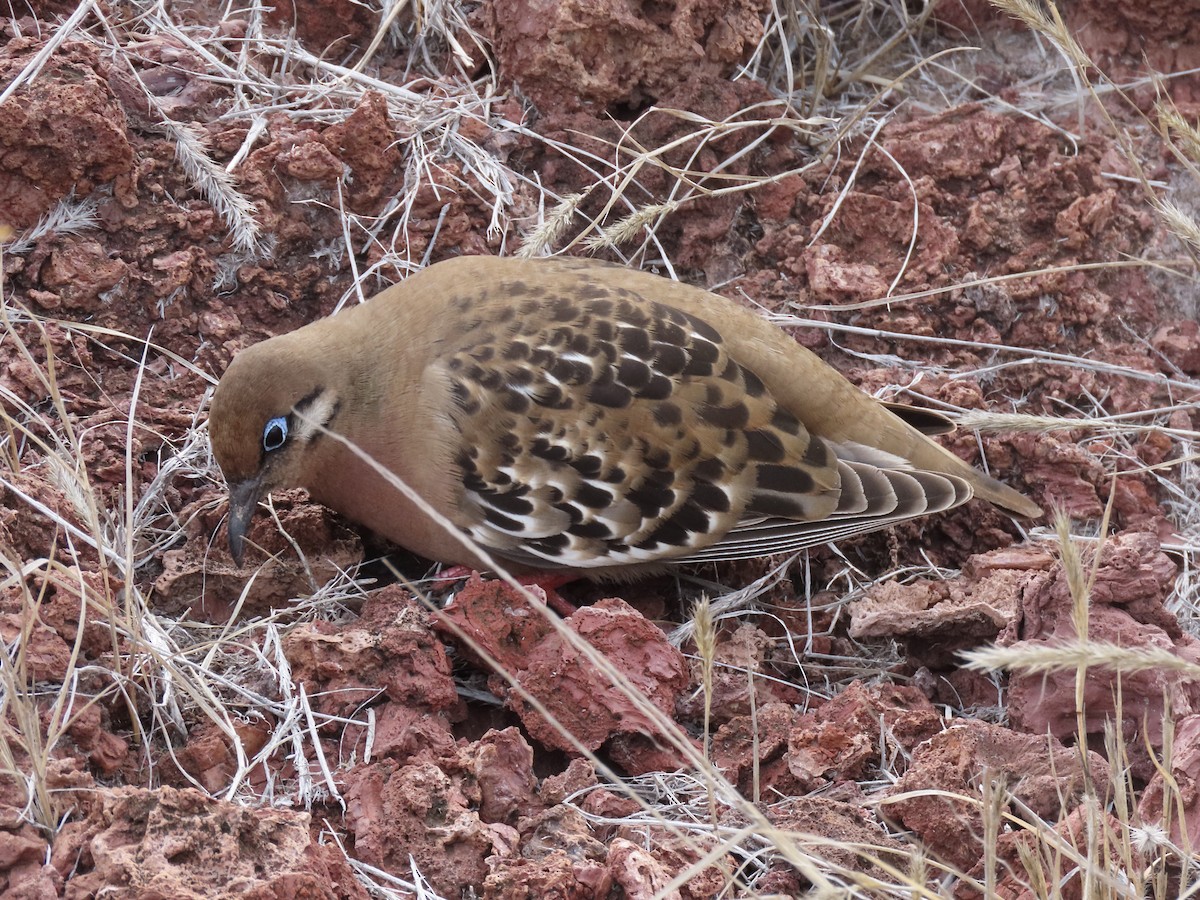 Galapagos Kumrusu - ML624755539