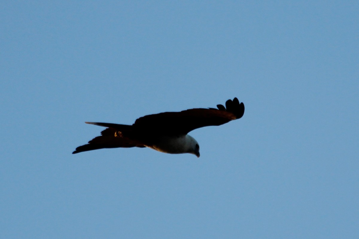 Brahminy Kite - ML624755645