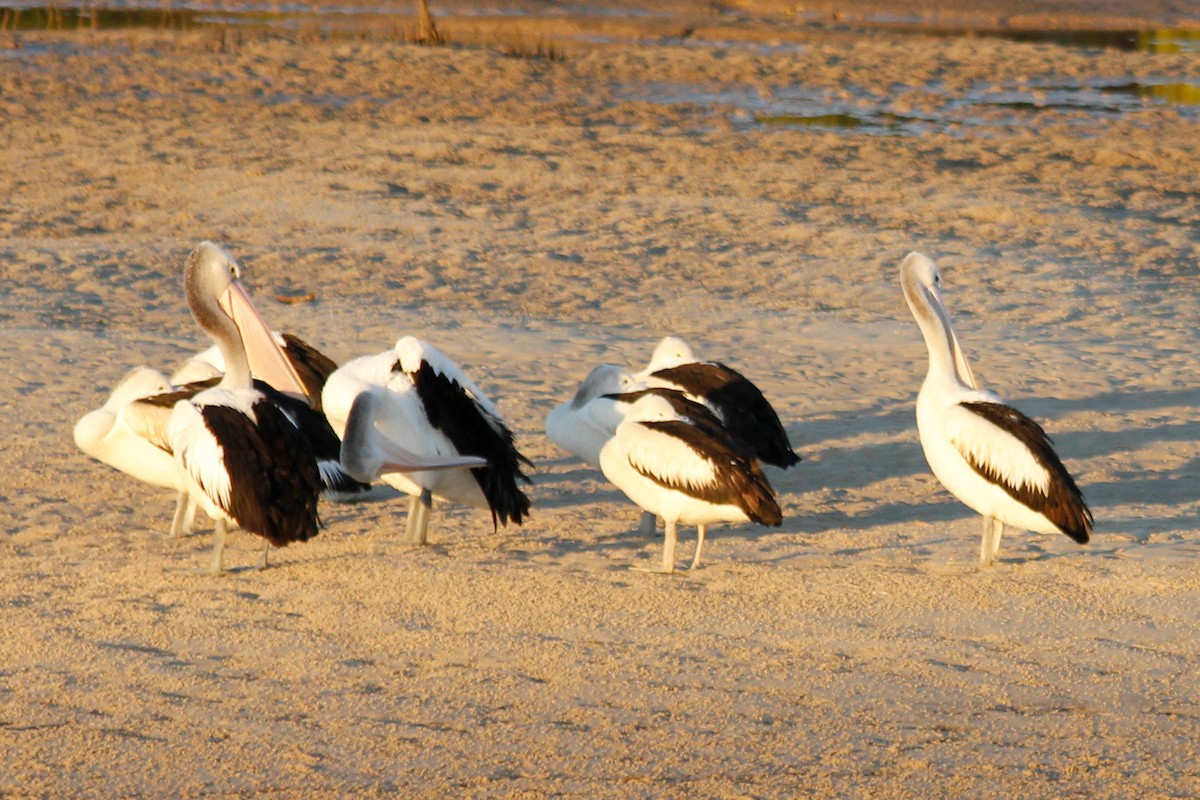 Australian Pelican - ML624755647