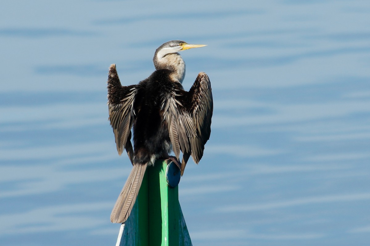 Australasian Darter - ML624755651