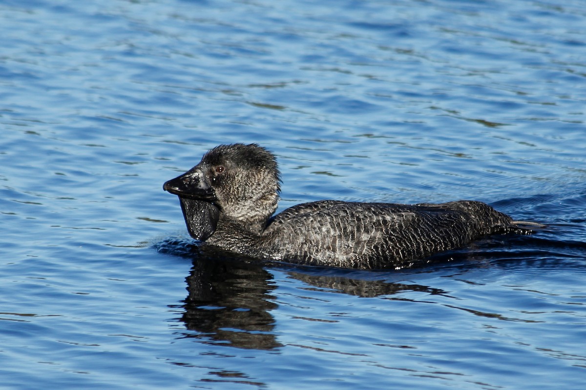 Musk Duck - ML624755662