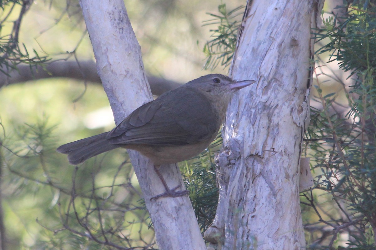 Rufous Shrikethrush - ML624755677
