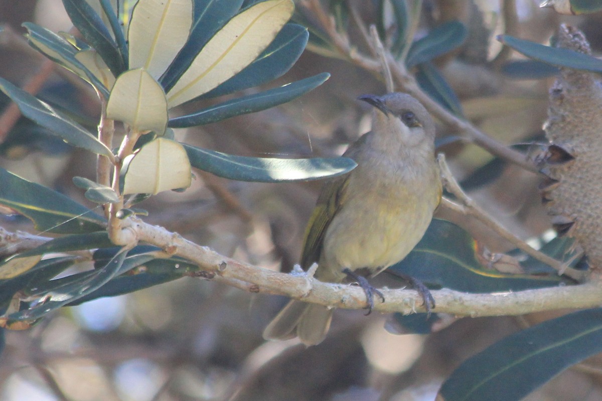 Brown Honeyeater - ML624755681