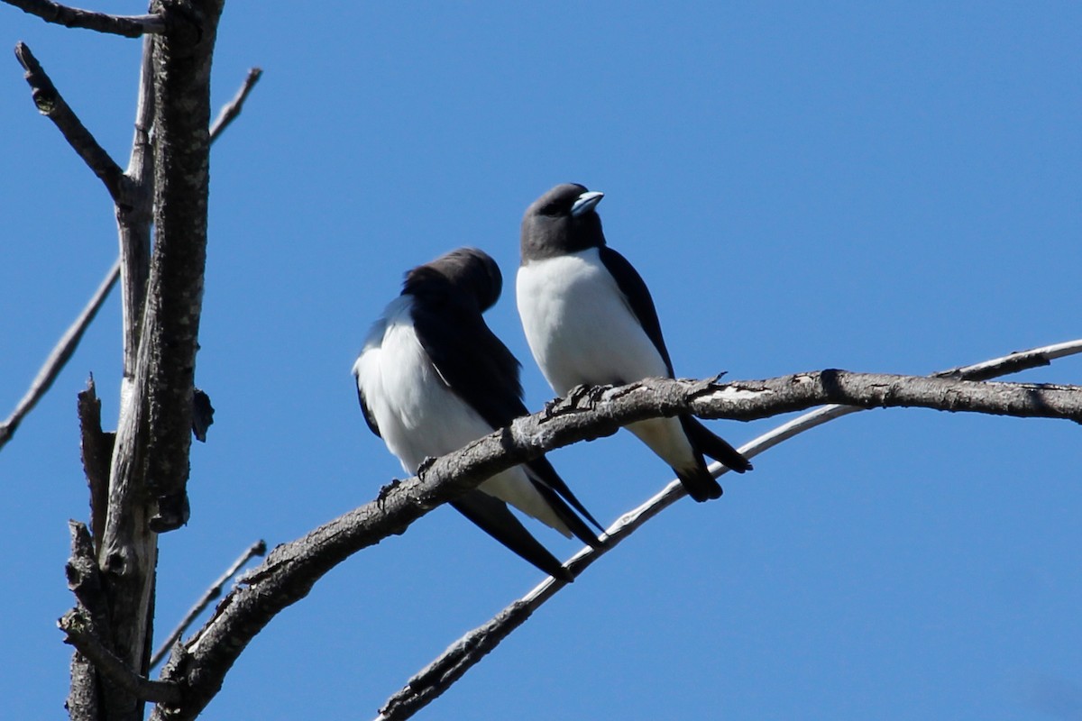 White-breasted Woodswallow - ML624755693