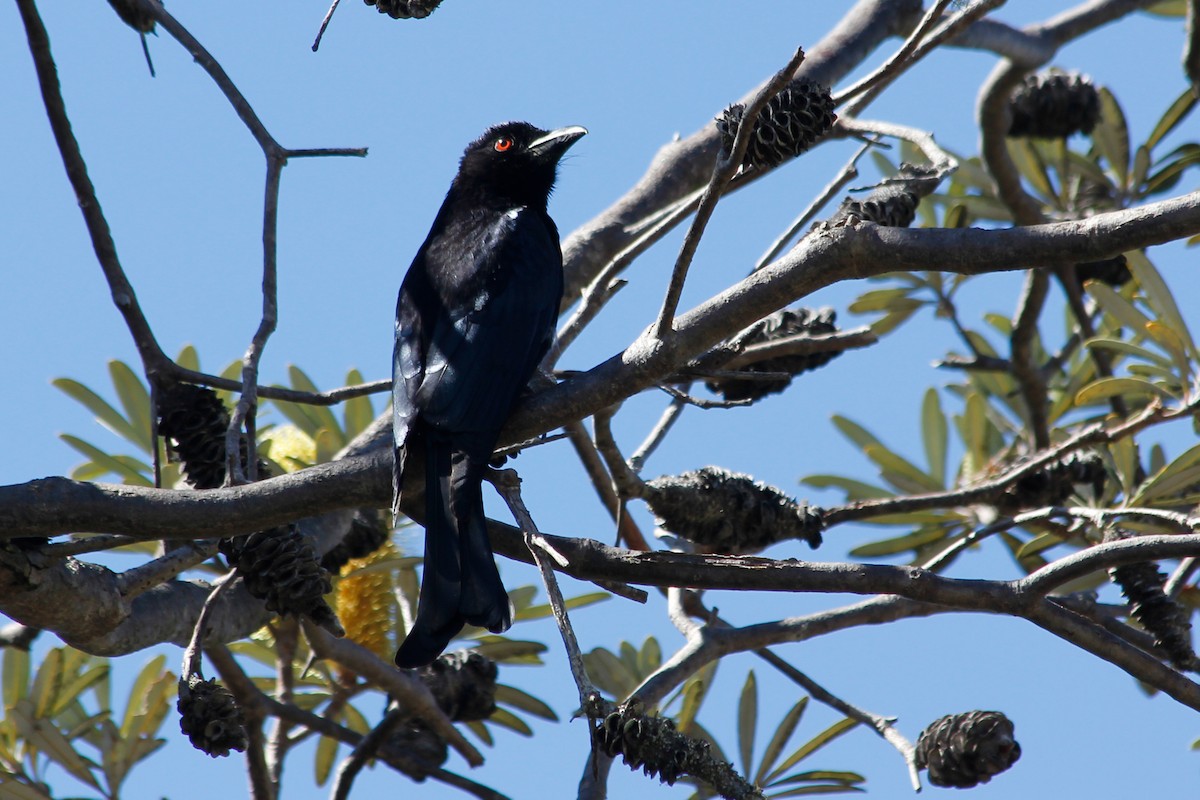 Spangled Drongo - ML624755697