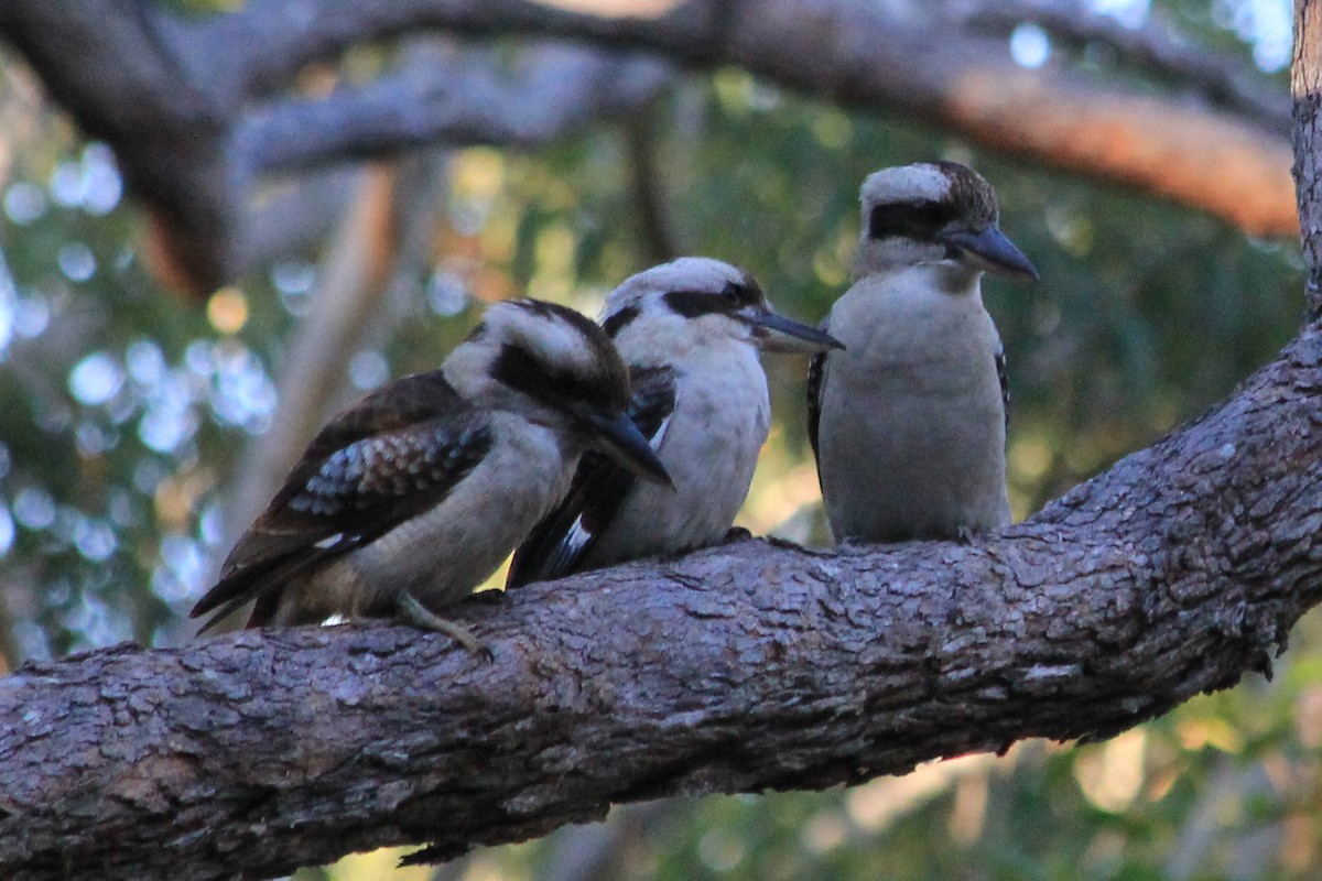 Laughing Kookaburra - ML624755735
