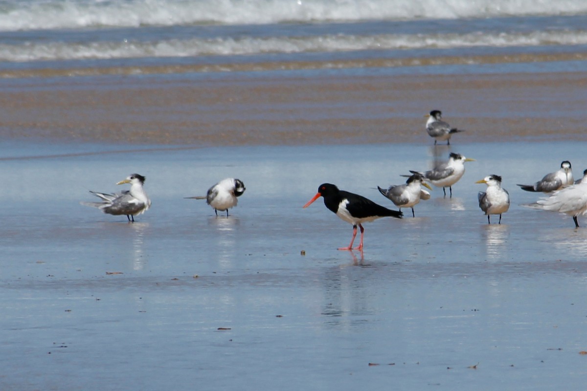 Pied Oystercatcher - ML624755766