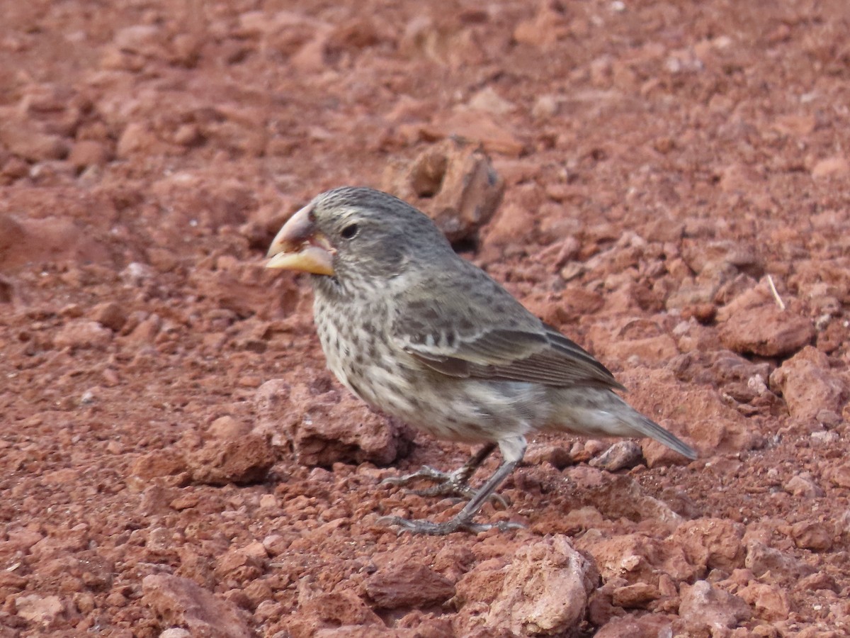 Large Ground-Finch - ML624755817