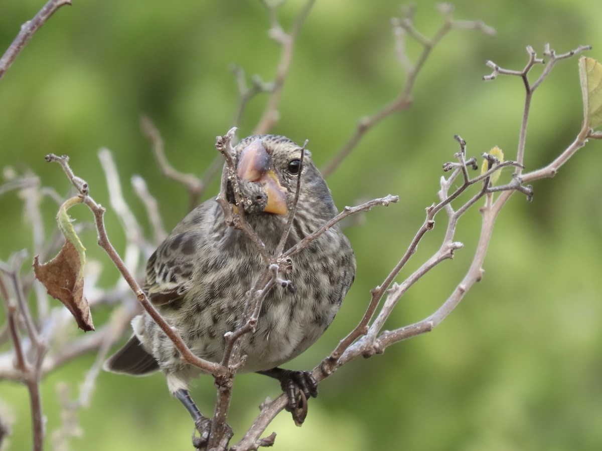 Large Ground-Finch - ML624755820