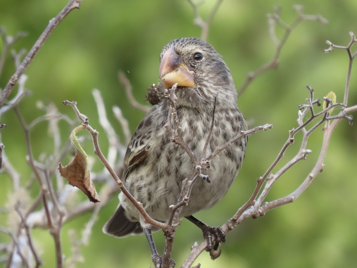 Large Ground-Finch - ML624755823