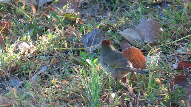 Green-tailed Towhee - ML624755825