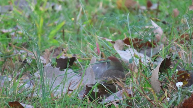 Green-tailed Towhee - ML624755830
