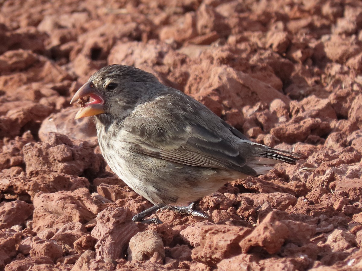 Medium Ground-Finch - ML624755854