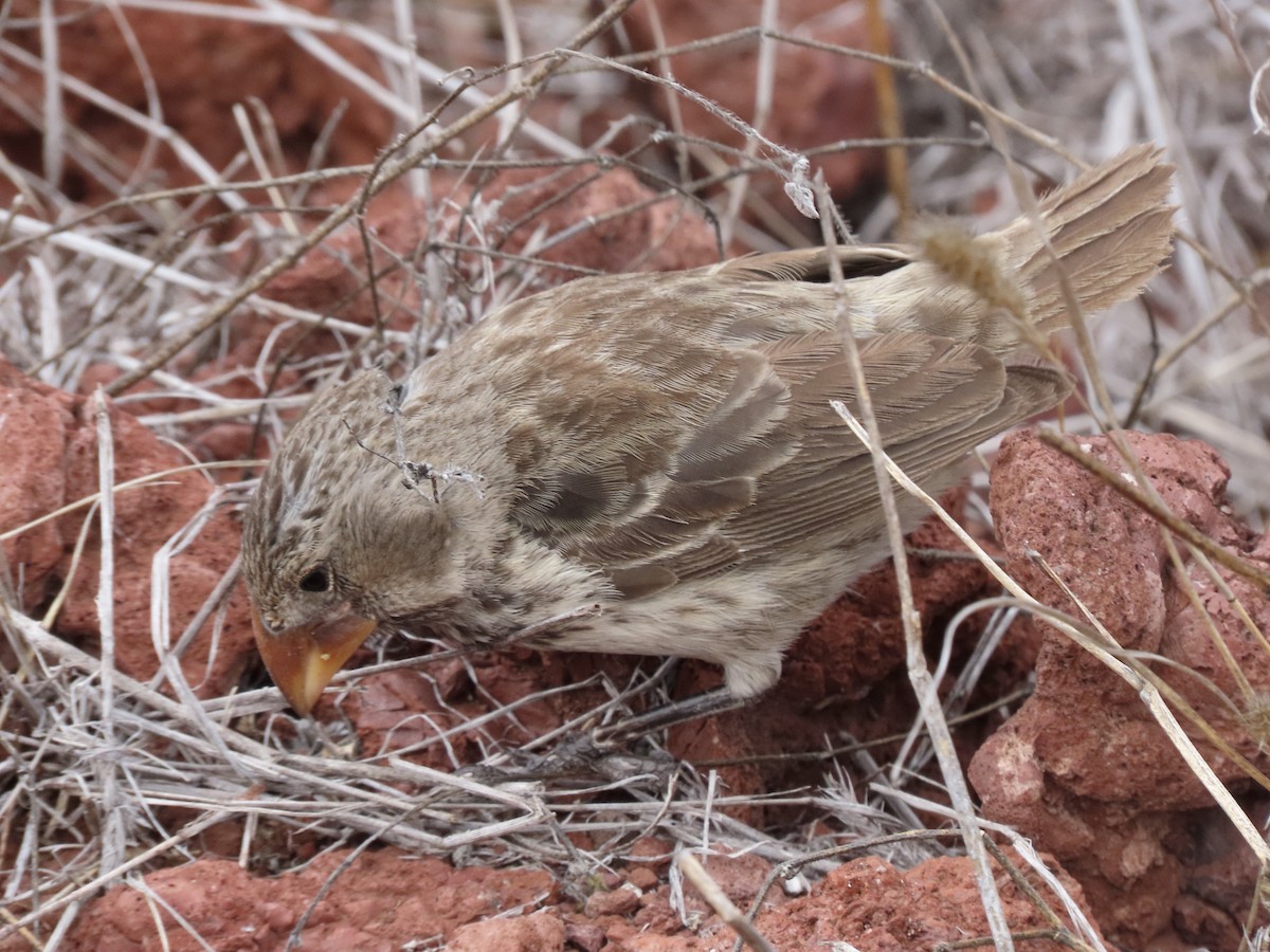 Medium Ground-Finch - ML624755869