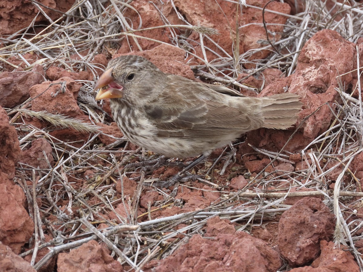 Medium Ground-Finch - ML624755878