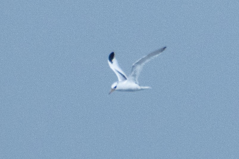 Red-billed Tropicbird - ML624755890