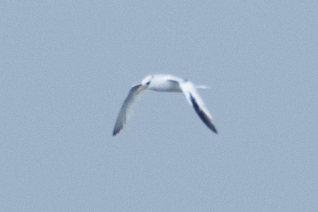 Red-billed Tropicbird - ML624755891