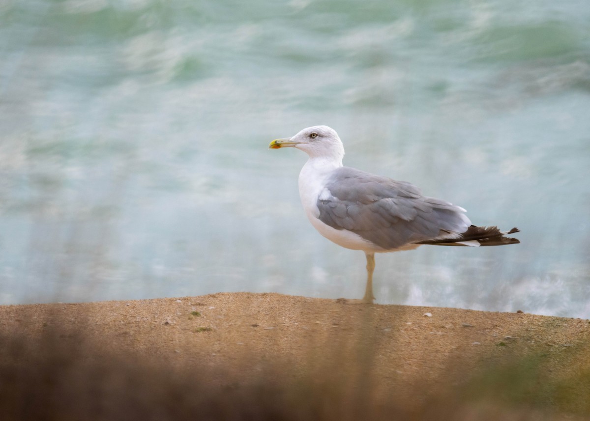 Yellow-legged Gull - ML624755917