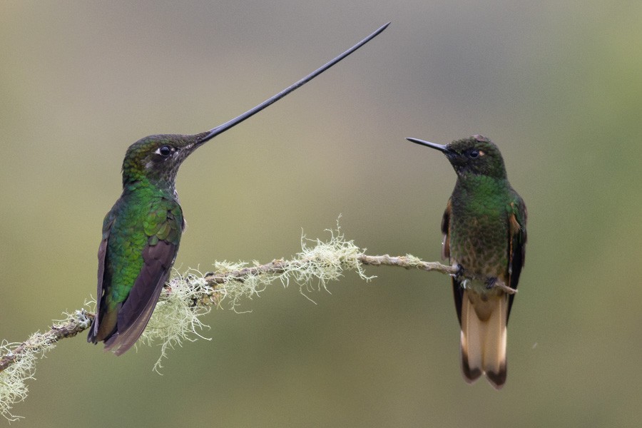 Sword-billed Hummingbird - ML624755922