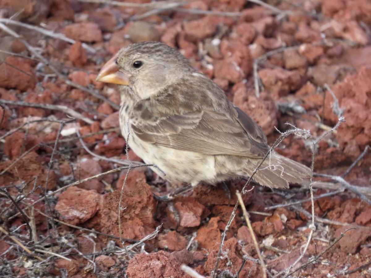 Medium Ground-Finch - ML624755985