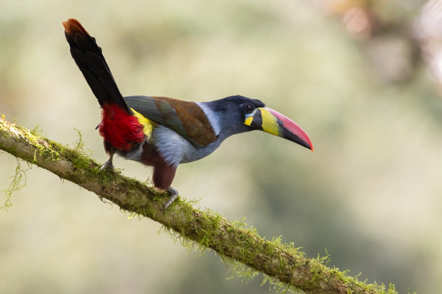 Gray-breasted Mountain-Toucan - ML624756131