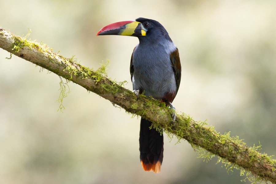 Gray-breasted Mountain-Toucan - ML624756136