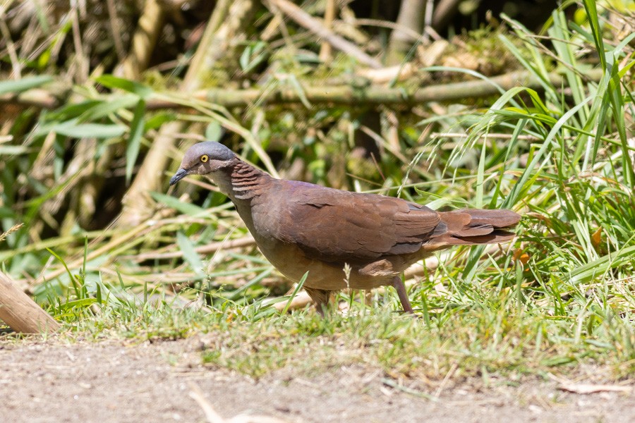 White-throated Quail-Dove - ML624756142