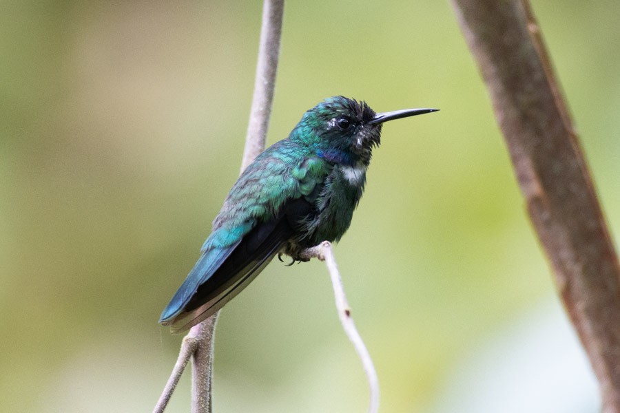 White-throated Daggerbill - ML624756458