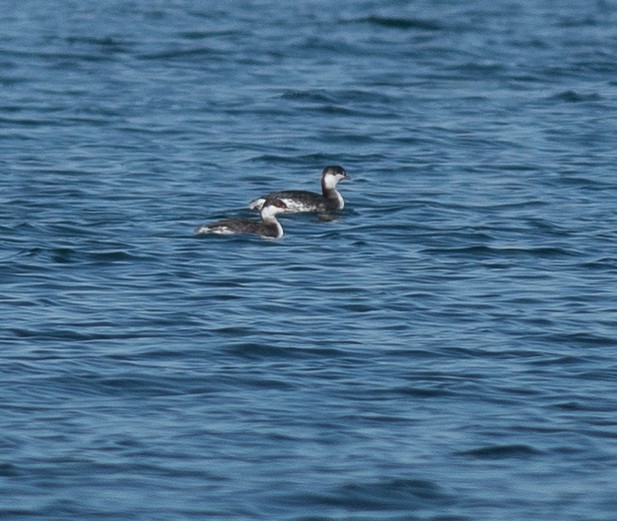 Horned Grebe - ML624756460