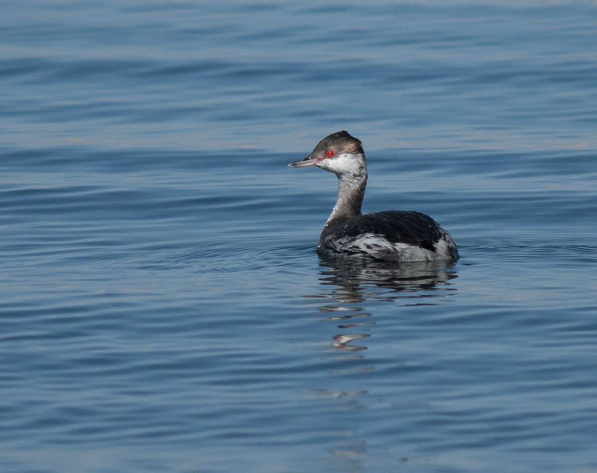 Horned Grebe - ML624756461