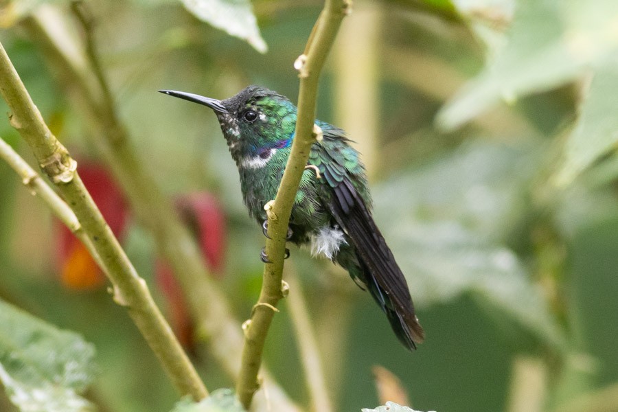 White-throated Daggerbill - ML624756464