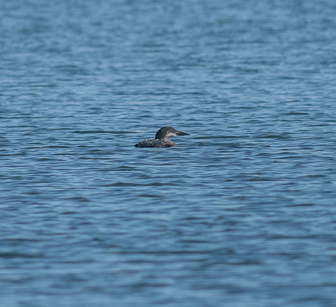 Plongeon huard - ML624756466