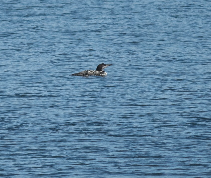 Common Loon - ML624756467