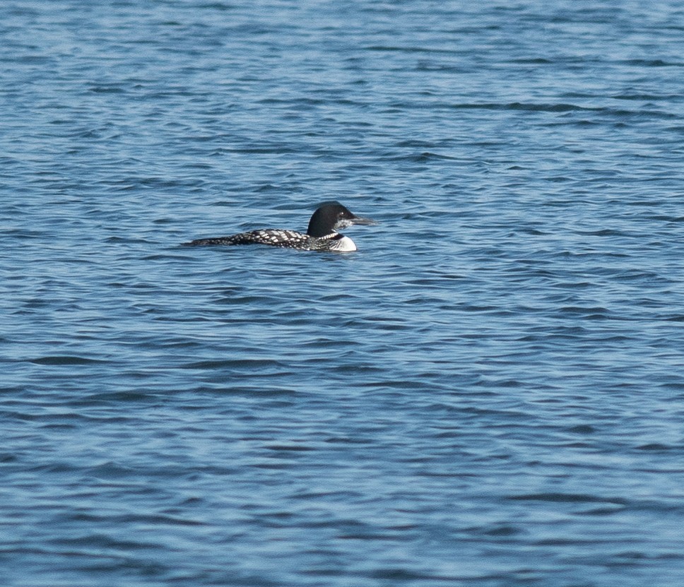 Common Loon - ML624756468