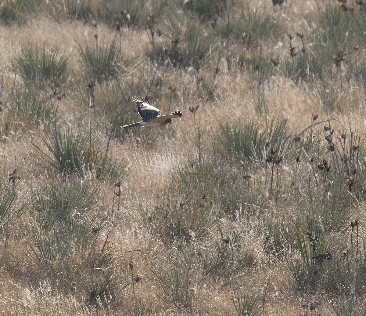 Northern Harrier - ML624756470