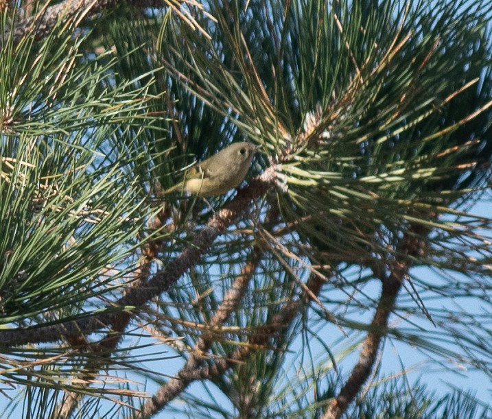 Ruby-crowned Kinglet - ML624756480