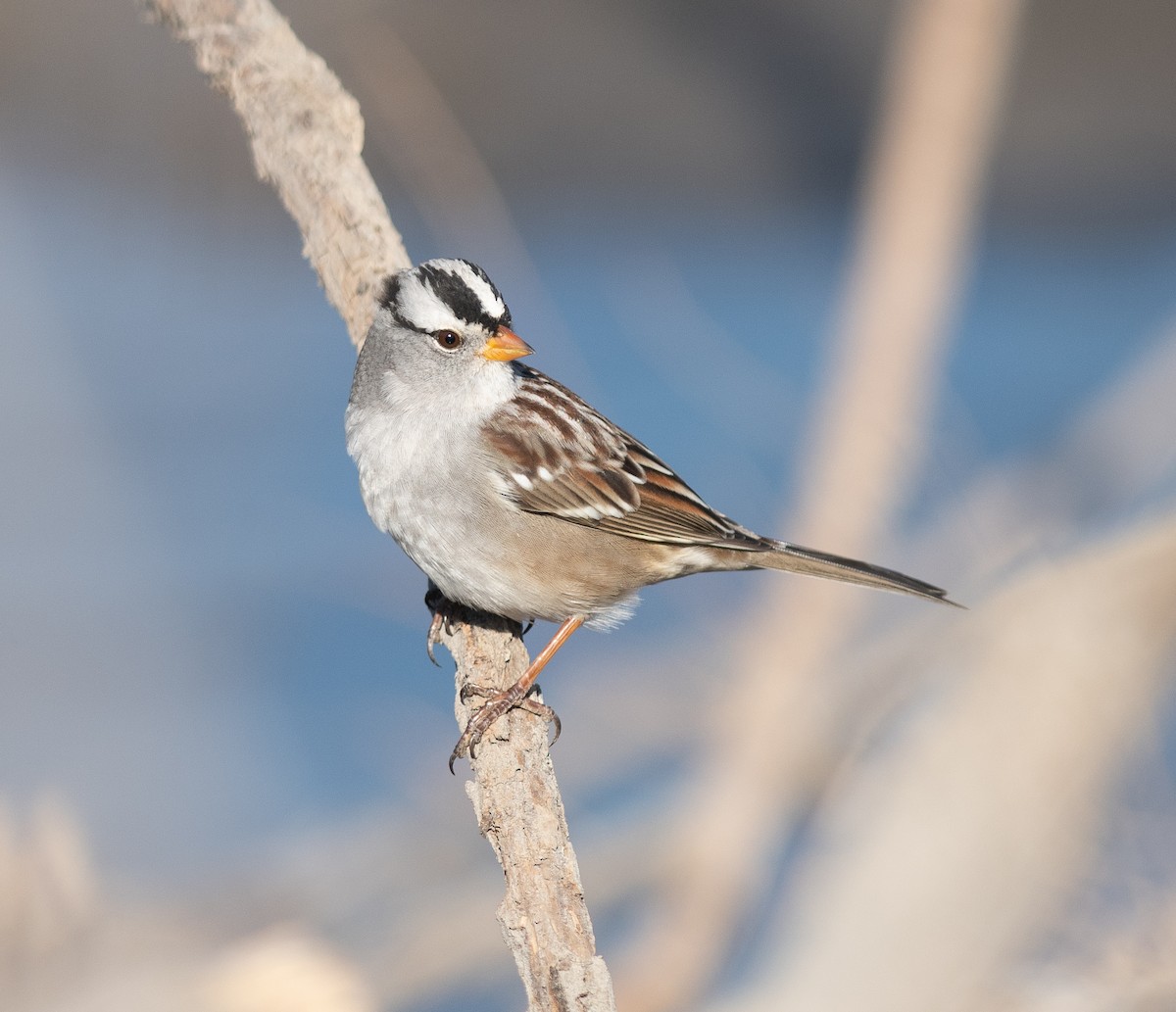 White-crowned Sparrow - ML624756487