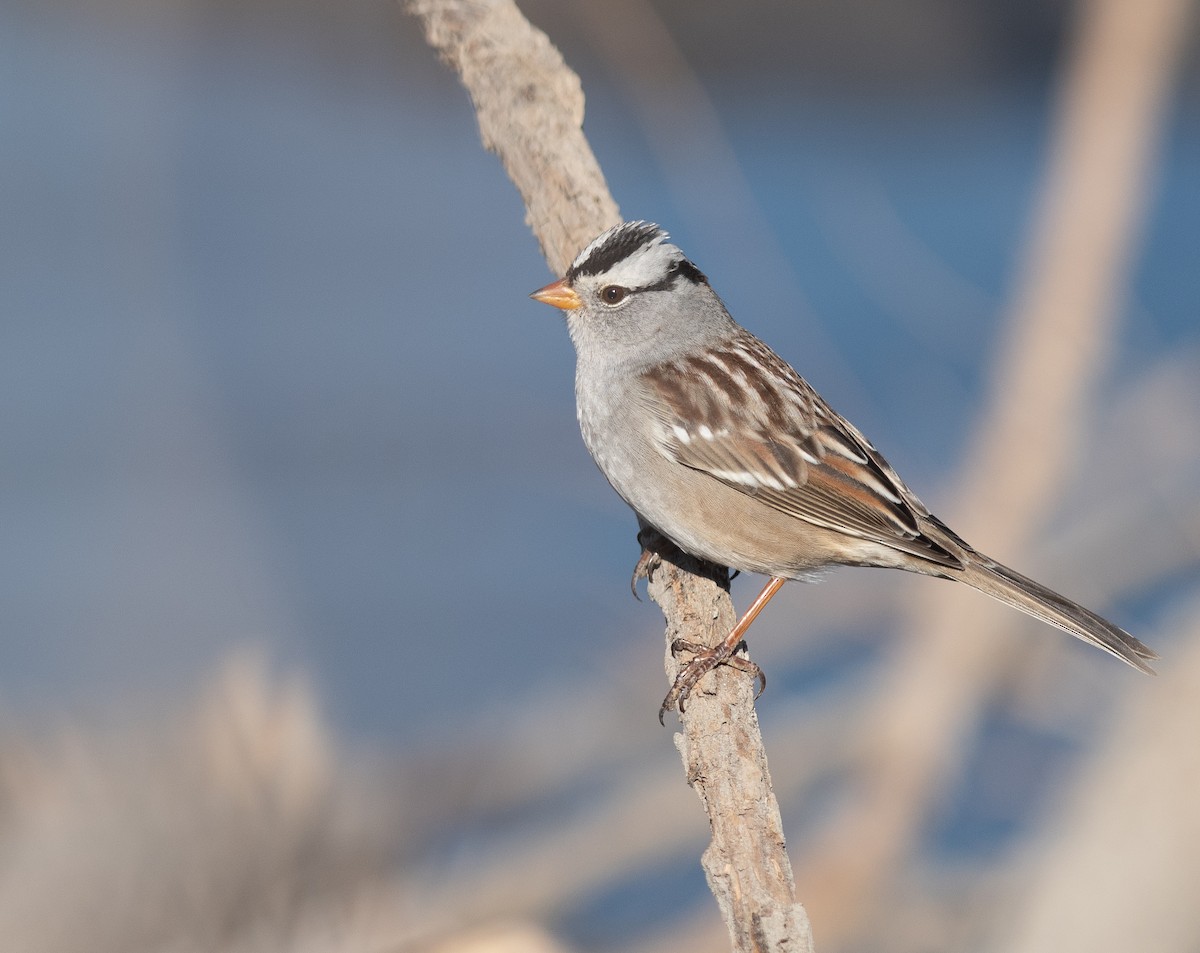 White-crowned Sparrow - ML624756488