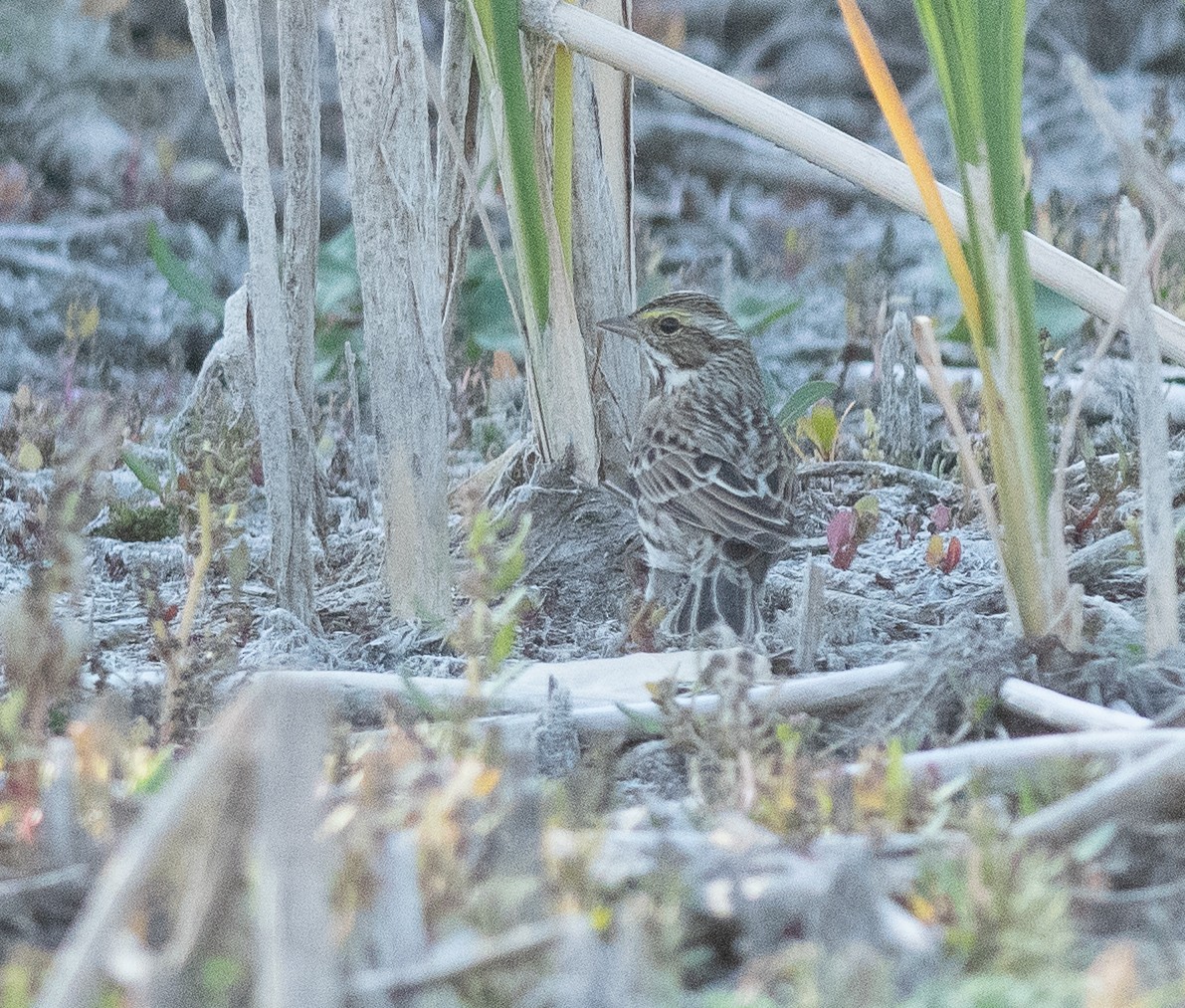 Savannah Sparrow - ML624756495