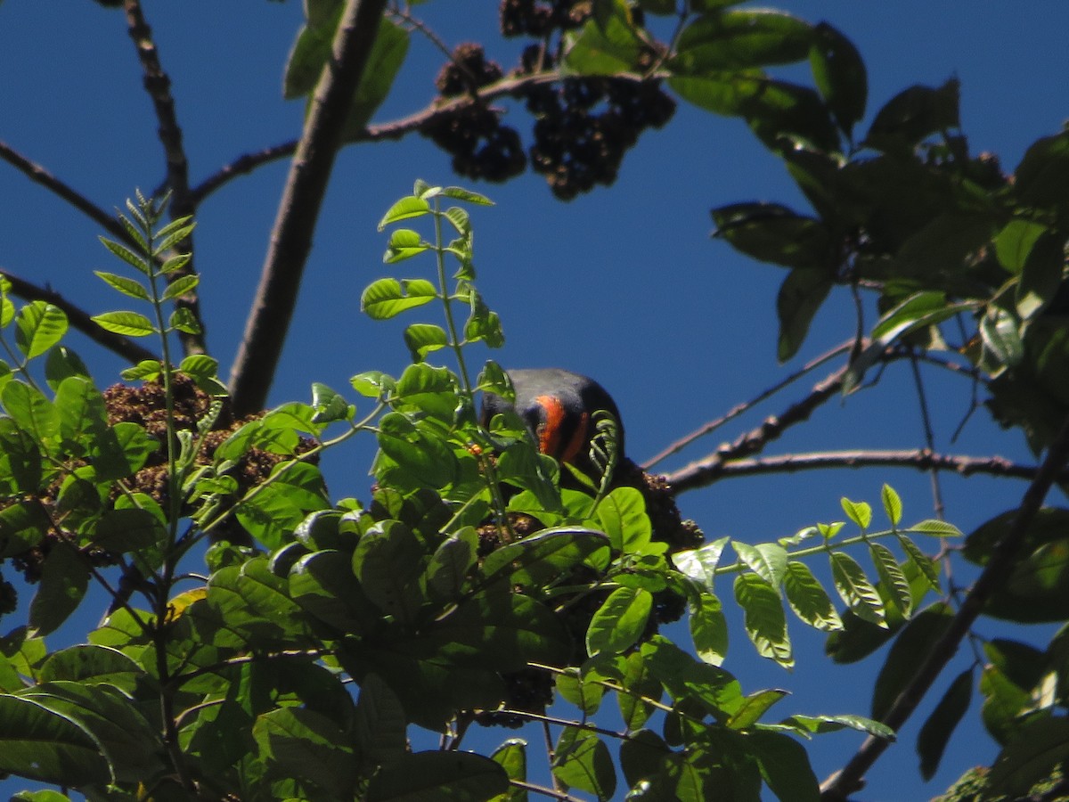 Fiery-browed Myna - ML624756519