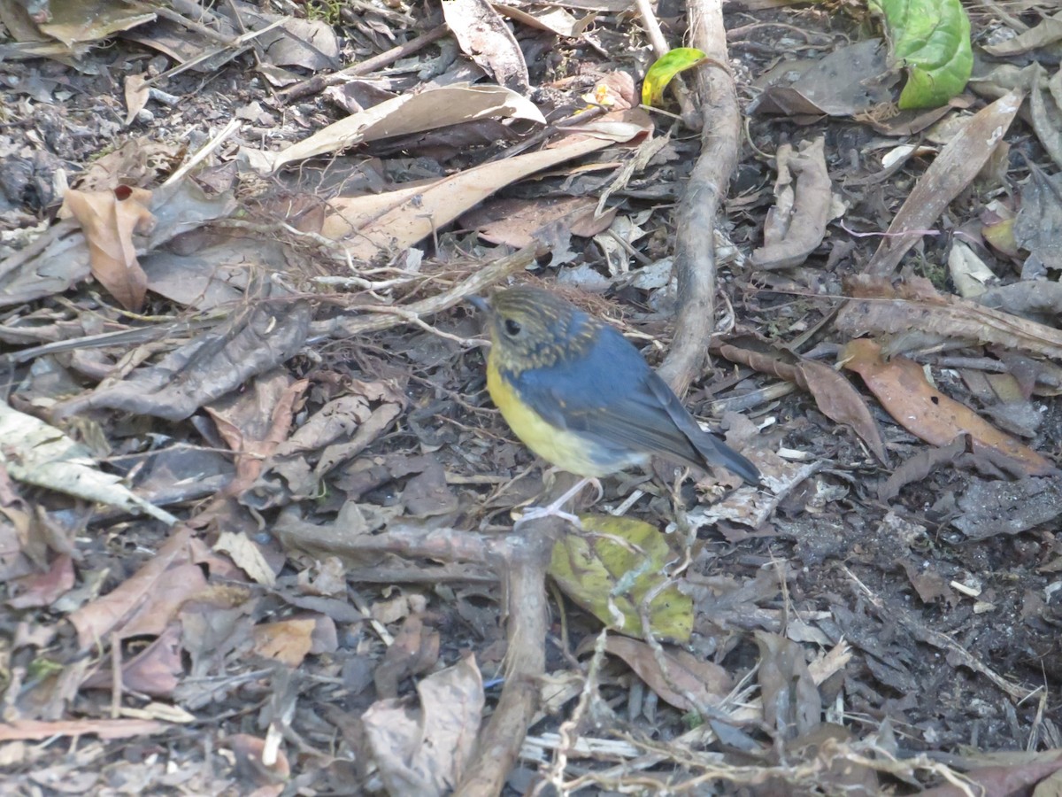 Sulawesi Blue Flycatcher (Sulawesi) - ML624756561