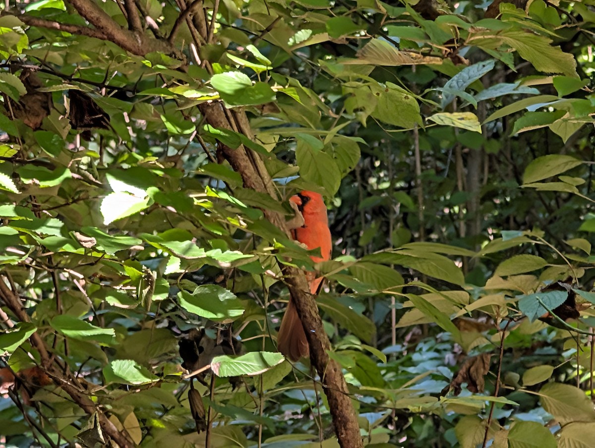Northern Cardinal - ML624756623