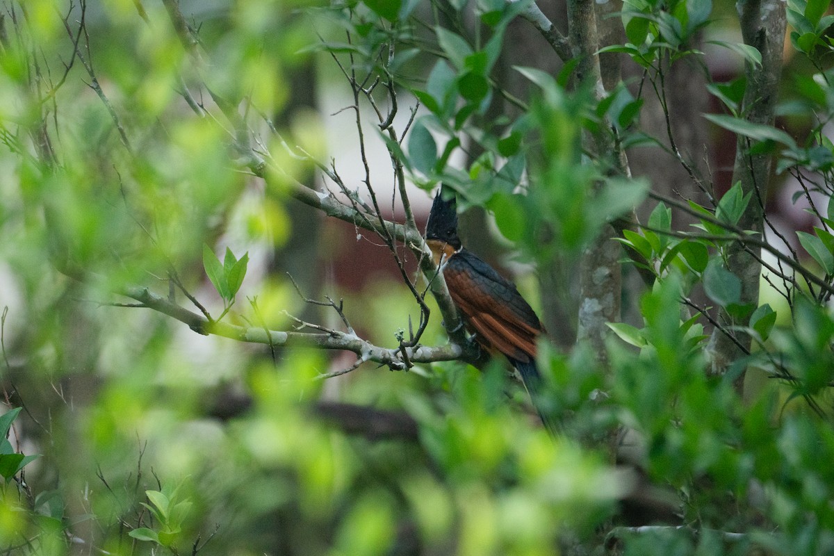 Chestnut-winged Cuckoo - ML624756674