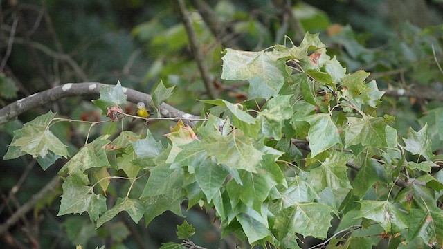 Magnolia Warbler - ML624756821