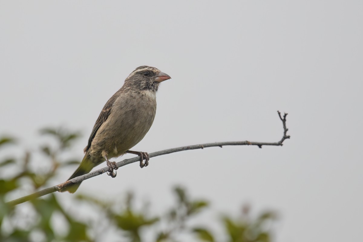 Streaky-headed Seedeater - ML624756939