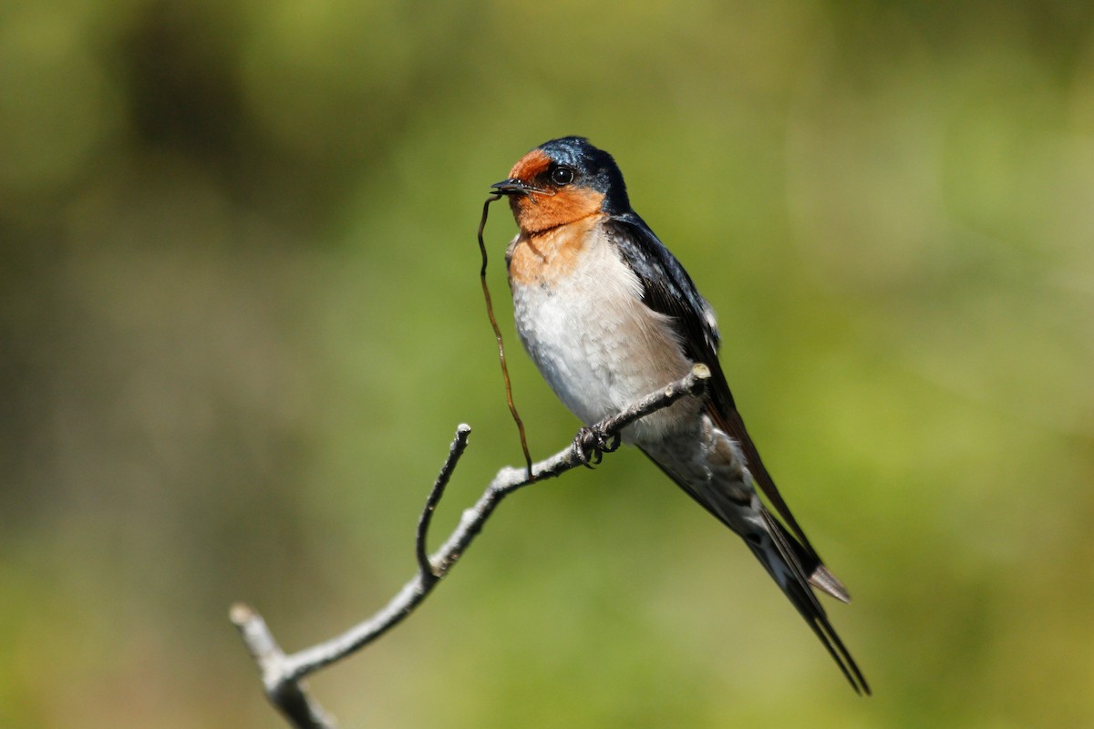 Welcome Swallow - ML624757033
