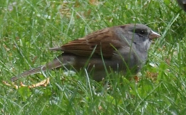 Dark-eyed Junco x White-throated Sparrow (hybrid) - ML624757053