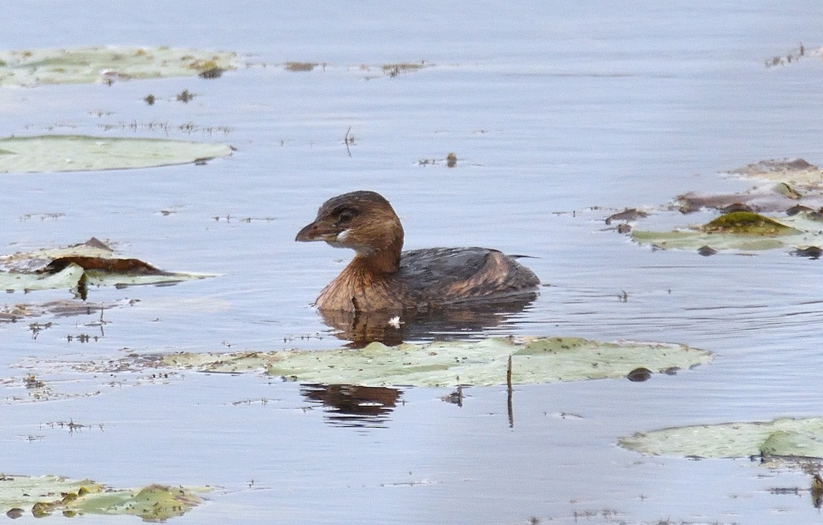 Pied-billed Grebe - ML624757081
