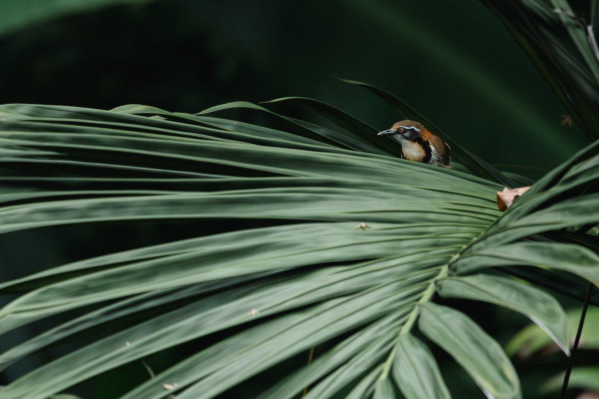 Lesser Necklaced Laughingthrush - ML624757233